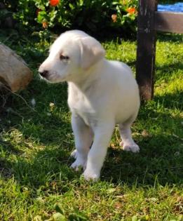 Erni sucht ein passendes Zuhause