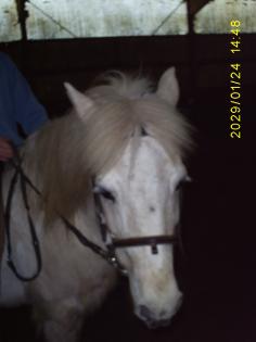 Suche Reitbeteiligung!!In Hann.Münden, Kassel o.Fuldatal ,Reinhardshagen und umg