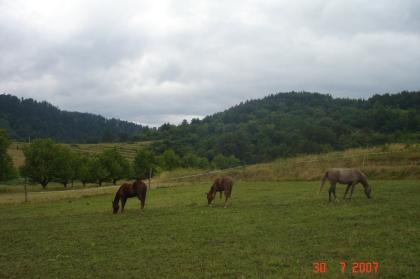 Suche Beistellpferde Zuchtstute/ Zuchthengst Quarter Horse, Paint Horse, Appaloo