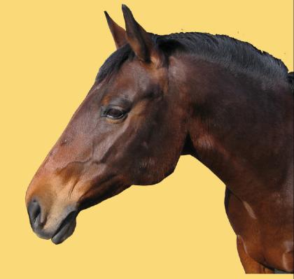 Biete Reitbeteiligung in Neukircheb-Vluyn, Stadtgrenze Krefeld
