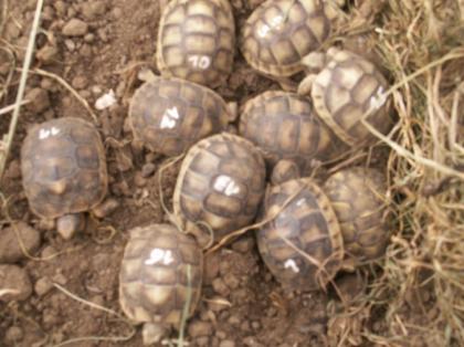 Breitrandschildkröten, NZ2021