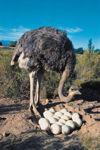 Suche Emu,Straussen und Nandu Bruteier