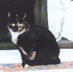 Lisa sucht ein neues Zuhause !!!