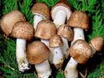 Agaricus Heil-Vitalpilze Multinova
