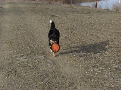 Border Collie Deckrüde