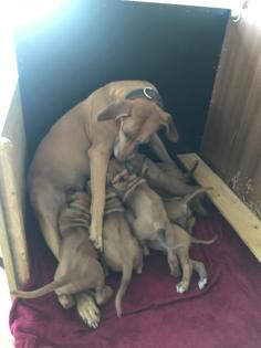 Reinrassige Rhodesian Ridgeback Welpen