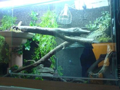 Großes Terrarium   Boa Constrictor