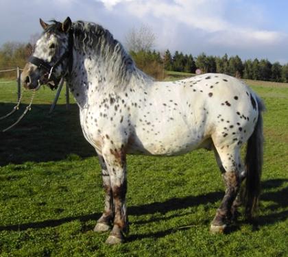 Noriker Tigerhengst