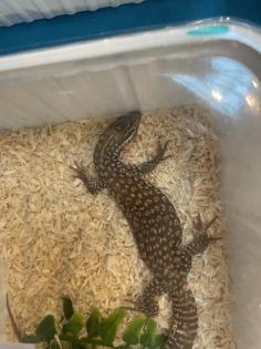 Stachelschwanzwaran 2025