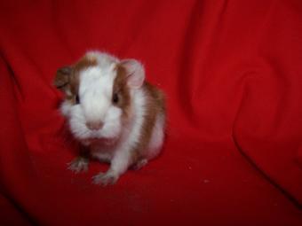 Kaninchen und Meerschweinchen abzugeben-aus Nostation