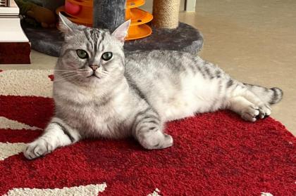 TIMO - British Kurzhaar - 2 Jahre - Tierhilfe-Franken e.V.