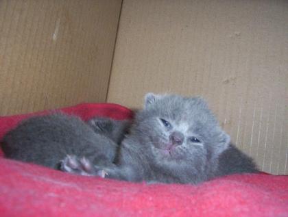 Britische Blaue Kätzchen  BKH  2 wunderschöne Kater