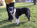 Teddy zu neues zu hause