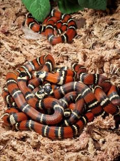 Lampropeltis gaigeae