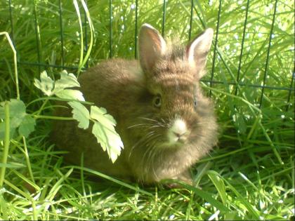Kleines braunes Zwergkaninchen (Löwenköpfchen-Teddymix) zu verkaufen