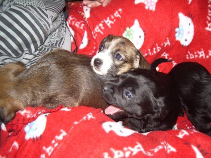 Havanese - Jackrussel Mix welpen