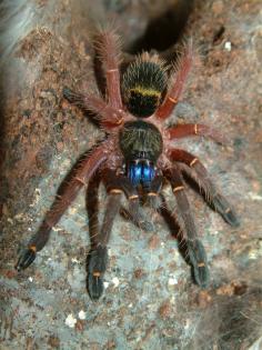 Verkaufe meine 2 Blauzahnvogelspinnen,Seltenheit