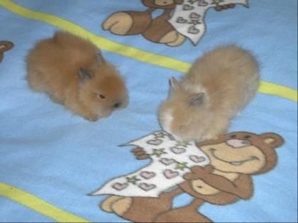 Verkaufe 6 wochen alte Teddywidder