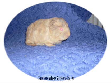 CH-Teddys und Glatthaar Meerschweinchen abzugeben