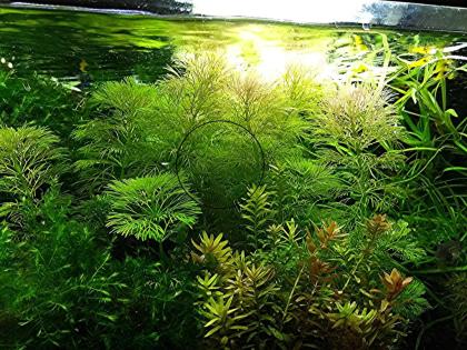 Ambulia, Wasserpflanze, Versand/ Abholung