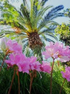 Private Ferienwohnung Ischia Italien Top Lage