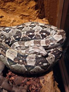 Cay Caulker Boa (Belize) Nachzuchten