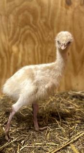 Dromaius novaehollandiae (Emu)