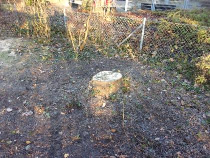 Wurzelstockentfernung Baumstumpfentfernung
