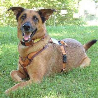 AMY-MA - Mali-Schäferhund-Mix - 7 Jahre - Tierhilfe-Franken e.V.