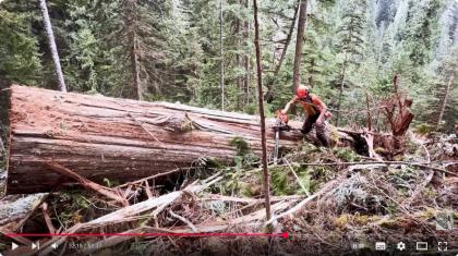 Brennholz Aufarbeitung und Produktion vor Ort