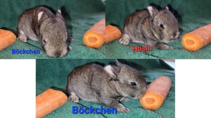 Zwergkaninchen/Farbenzwerge Mix  & Farbenzwerge