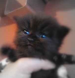 Perserkatzenbabys ab 14. Dezember2021 abzugeben , 2 Kater silver - shaded , 1 K