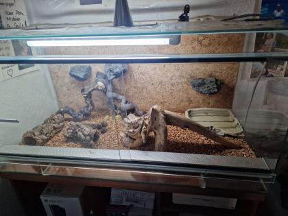 2 Kornnattern (Männlich&Weiblich) inkl. Terrarium