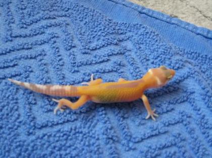 Leopardgecko Farbzuchten