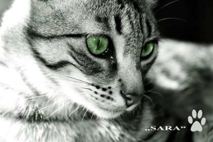 Katzen aus Lanzarote suchen liebes Zuhause!