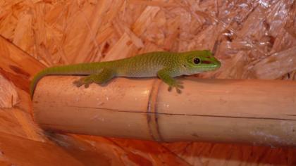 Madagaskar Tag Gecko!