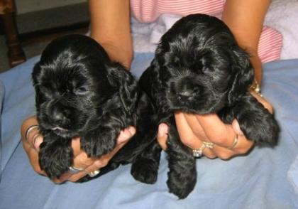 Niedliche Cocker Spaniel Welpen für einen guten Preis.