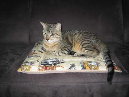Notfall Jamie! Tigerkater wird gemoppt!