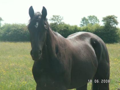 Reiten, Unterricht, Ausritte, Pferde Verkauf