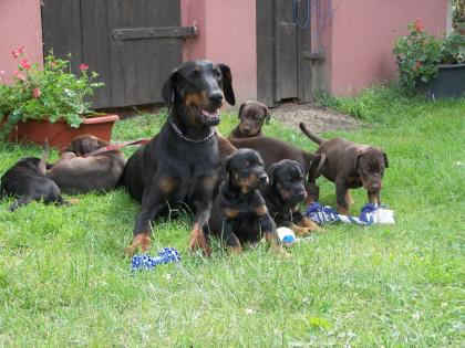 Dobermannwelpen