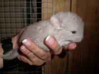 Einige Chinchillas zur Abgabe!