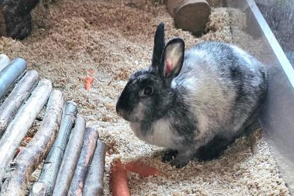 FINA - Zwergkaninchen -sucht neuen Partner - 9 Jahre - Tierhilfe-Franken e.V.