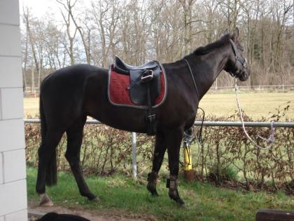 Biete RB in Ottersheim (Pfalz)