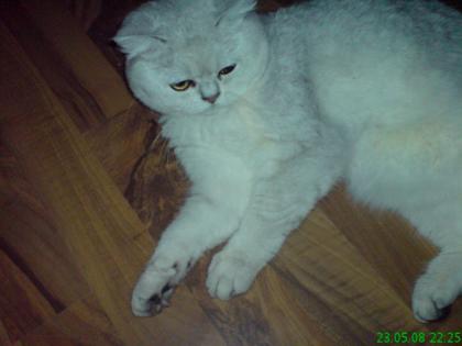Bildschöne bkh katze in liebevolle hände abzugeben!!!