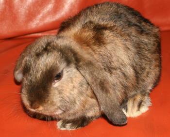 Satin Widder Weibchen sucht absofort