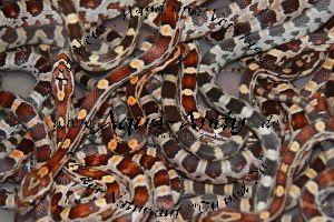 Kornnatter nominat - Panterophis (Elaphe) guttata classic