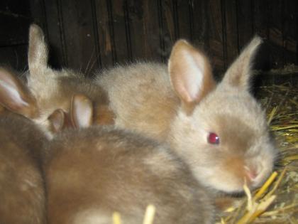 Satinkaninchen reinrassig luxe