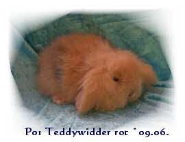 Teddywidder Löwenwidder Rexlöwenwidder