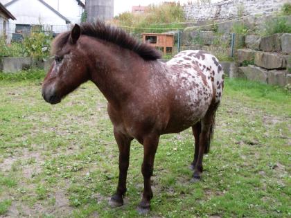 Suche RB für unser Pony