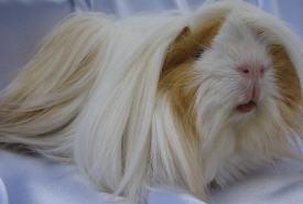 Meerschweinchen Peruaner abzugeben